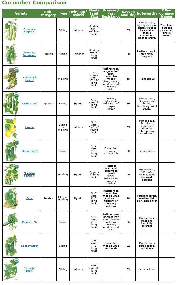 Starting and Growing Cucumbers chart