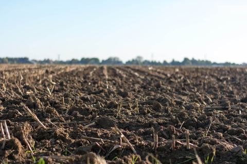 Prime Conditions for Planting