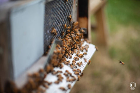 Tips for Bee Raising Success