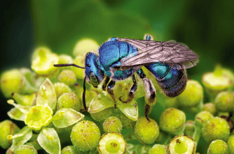 Why Are Mason and Leafcutter Bees Superior Pollinators?