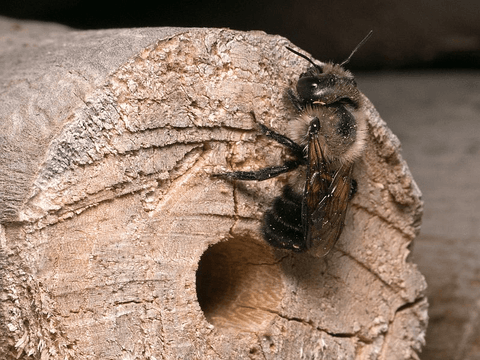 Hole-Nesting Bees