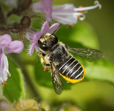 Are Mason and Leafcutter Bees Really Gentle and Easy to Raise?