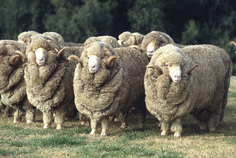 Mouton merinos pour laine de kilim
