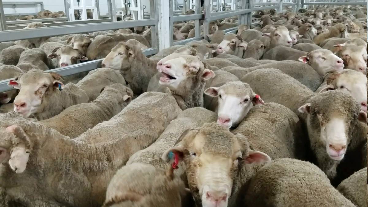 sheep cruelty - say not wool - wear vegan clothing