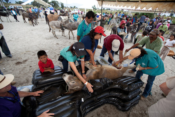 Several people leaning over donkey and providing care.