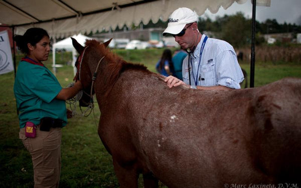 Two people inspecting horse.