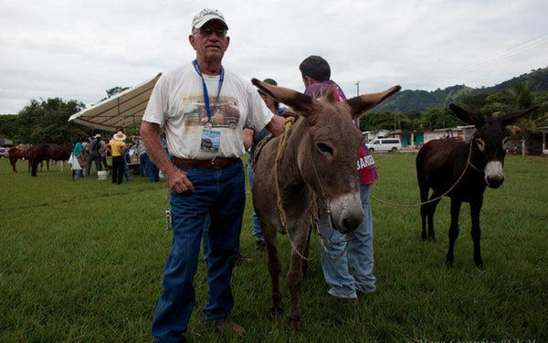 One man standing next to donkey.