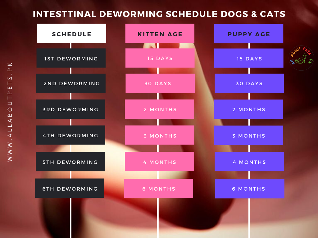 Deworming schedule for dogs, cats, kittens & puppies