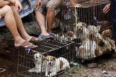 Dogs for slaughtering china