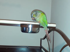 Parrot Save Life Of The Owner