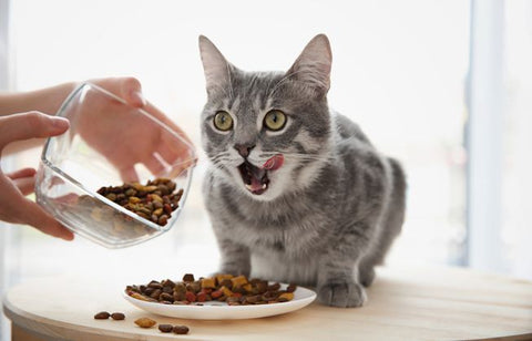 Choose Right Cat Food