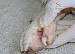 Ticks Hiding In Paws