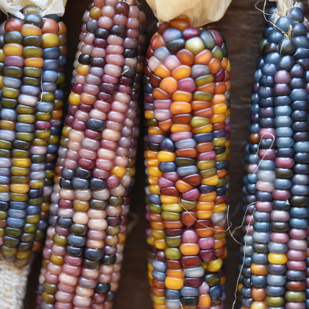 15 MEDIUM Mixed Colors GLASS GEM CORN Ornamental Edible Zea Mays Vegetable Seeds *Flat Shipping