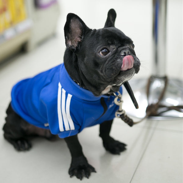 adidas jacket dog