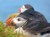 Puffins