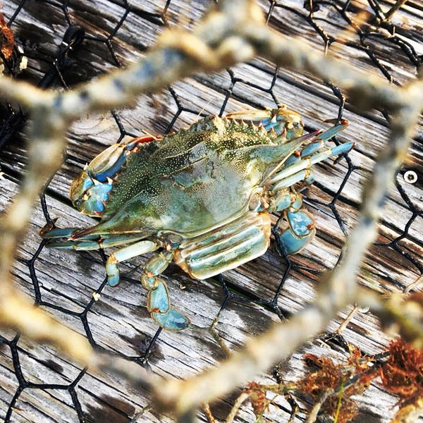 Blue Claw Crab Caught in a Cage