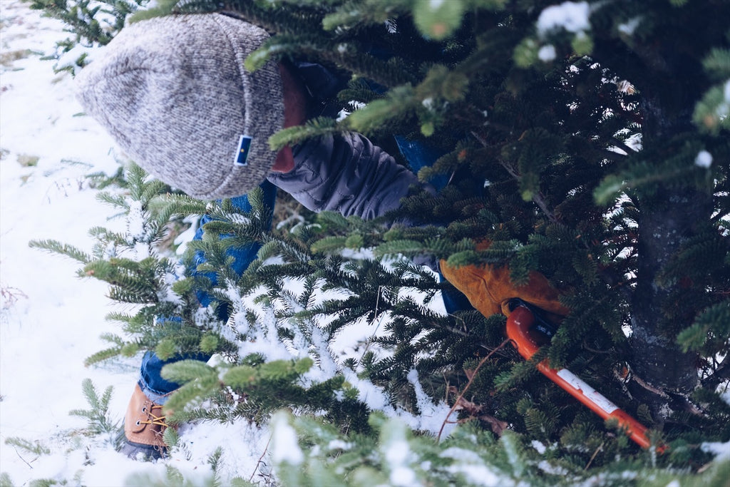 Harvesting your Christmas Tree