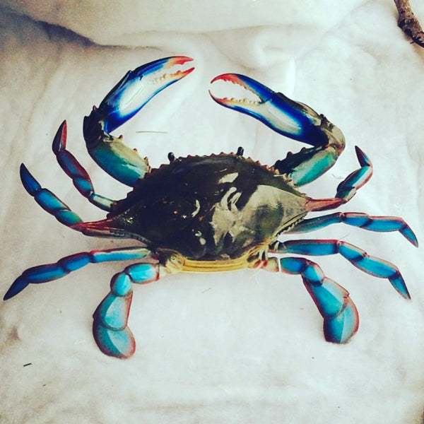 The Blue Claw Crab, Chesapeake Bay