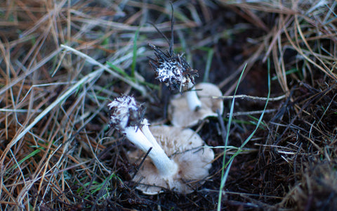 wild mushrooms gourmet growing new zealand