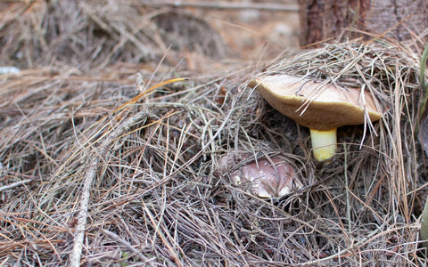 birch bolette mushrooms how to grow nz