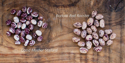 Good-mother-stallard-vs-borlotti-dried-beans