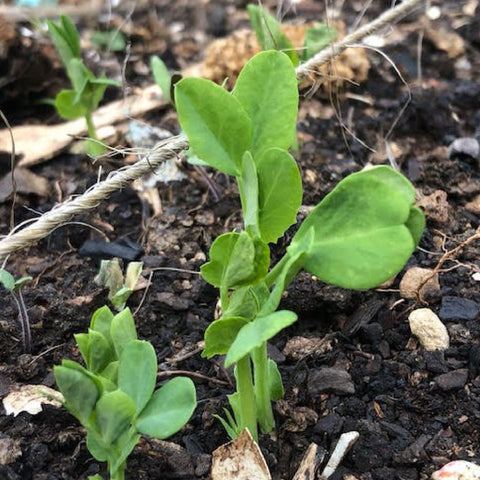 Growing vege seeds