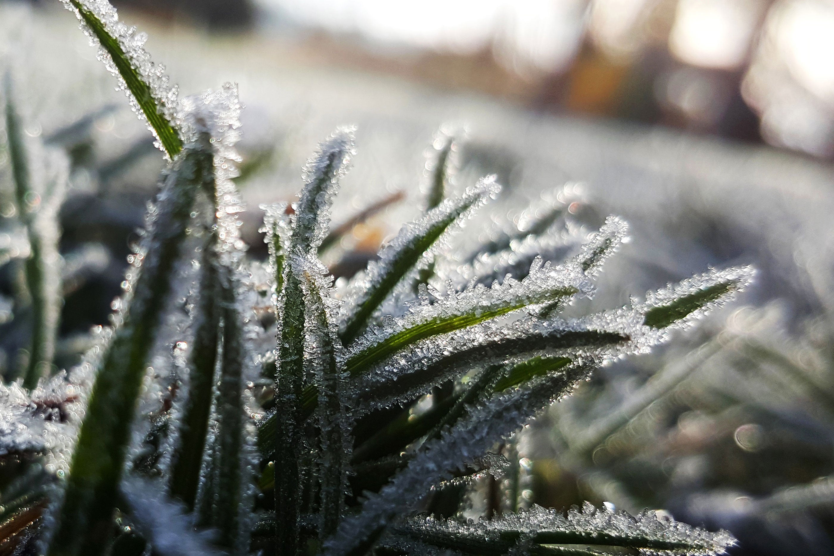 Lawn frost