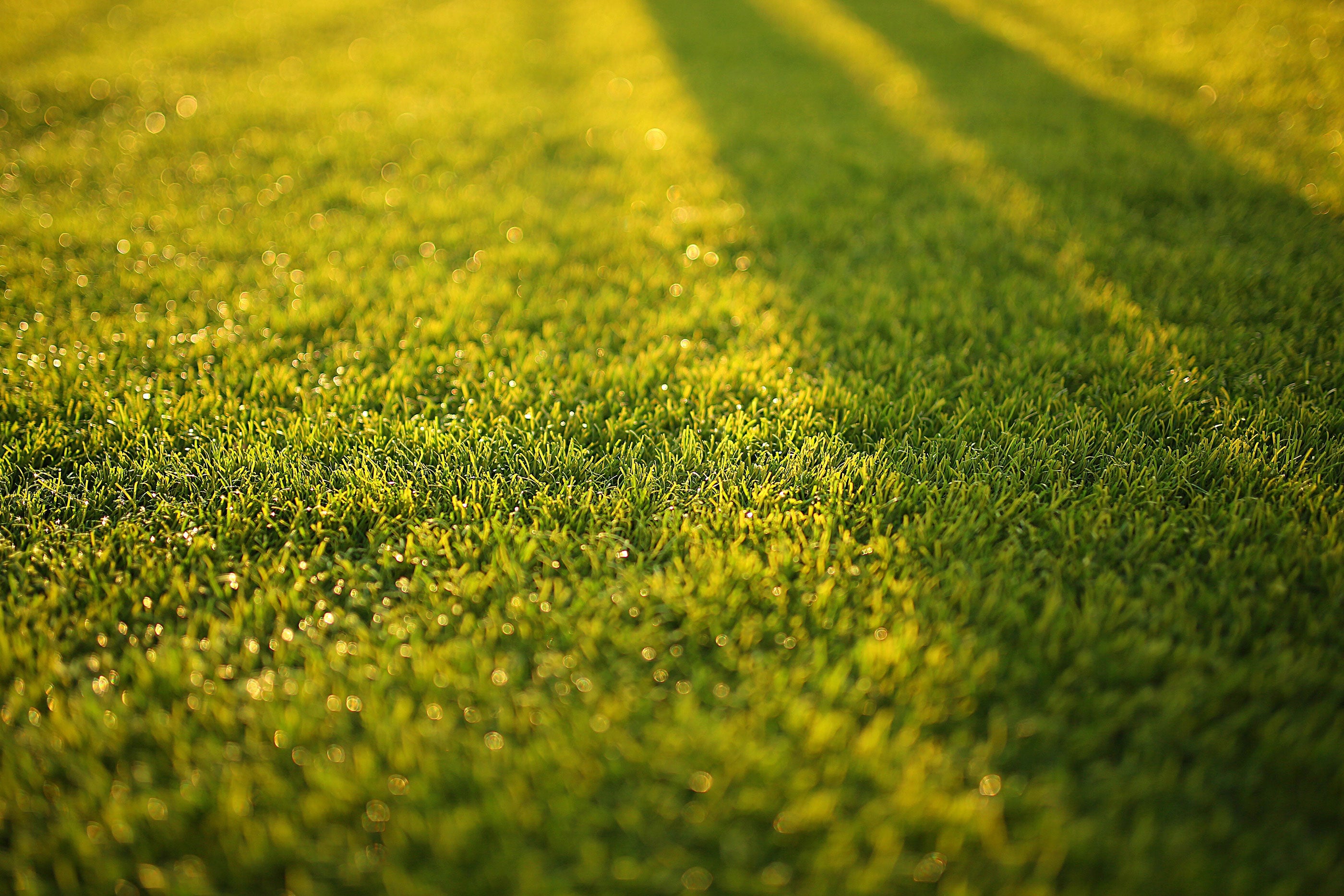 a picture of a lawn
