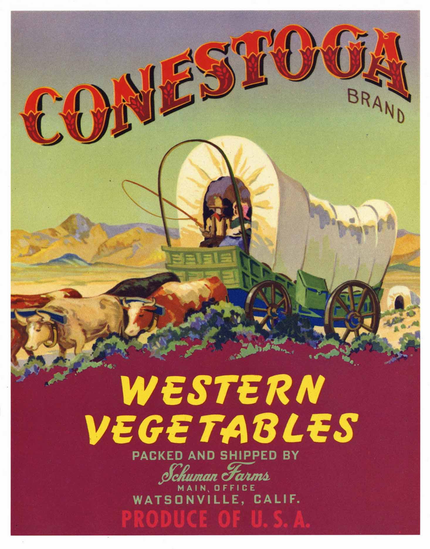 Look! Terry Vegetables Vintage Crate Label 1940's Watsonville Calif.
