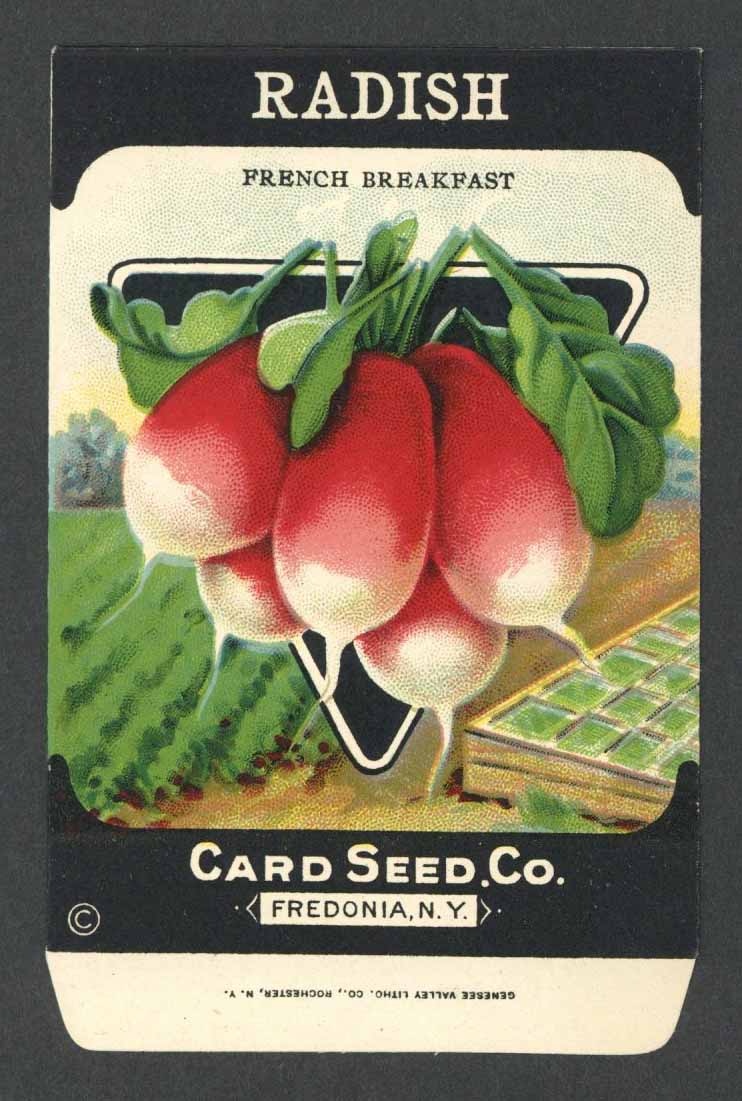 *Original* RADISH White Turnip Veg CARD SEED Packet Pack 1920's Fredonia N.Y. 
