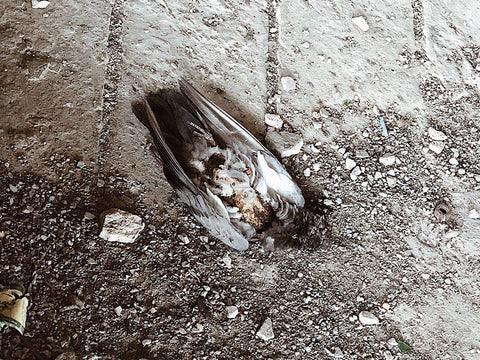 Urbex Bangkok Dead Bird