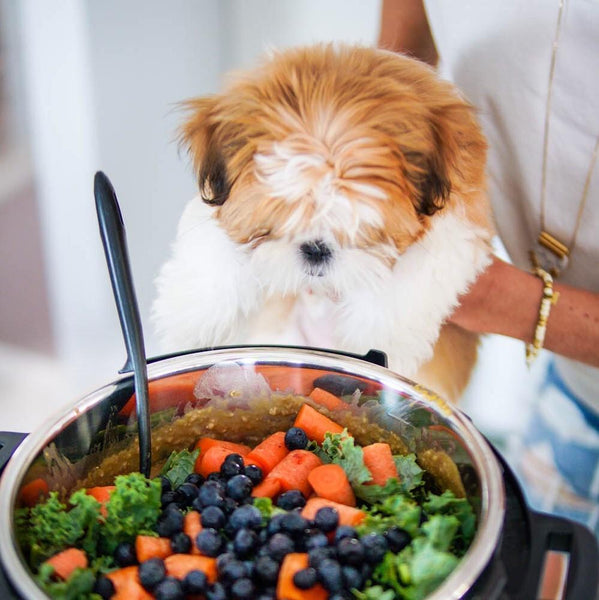 vegetarian dog food for puppies