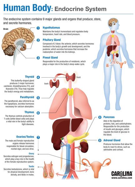 human endocrine system infographic