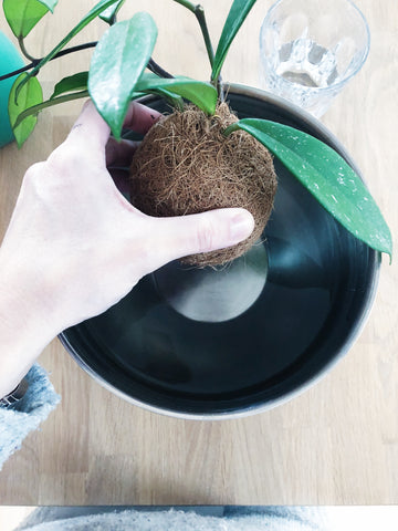 Kokedama wäassern, Hydtation - lege deine Kokedama in die Schale mit Wasser