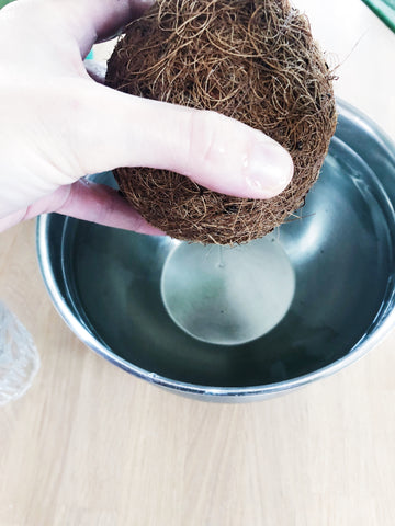 Kokedama wäassern, Hydtation - nimm deine Kokedama nach etwa 15 Minuten aus dem Wasser. Sie fühlt sich jetzt deutlich schwerer an