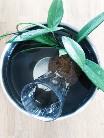 Kokdedama wässern, Hydration, Kokedama giessen, wie bekommt meine Kokedama Wasser