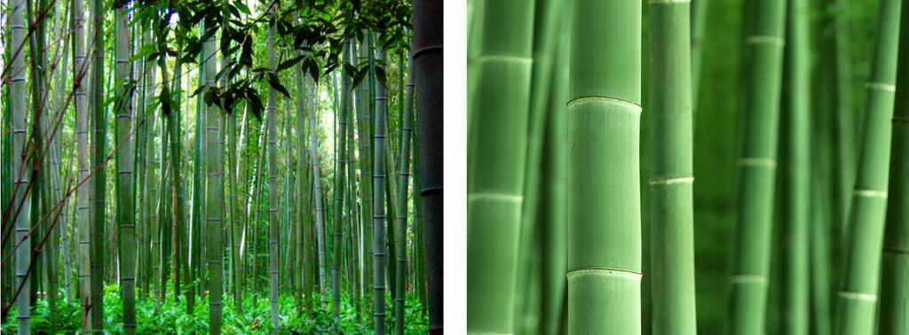 two images side by side showing bamboo trees close up and from afar. 