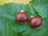 Edible Chestnuts