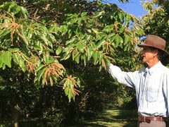 Chestnut Charlie's Kansas-Grown Chestnut Farm