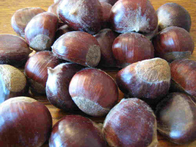 Chestnuts ready to be peeled, roasted, and eaten