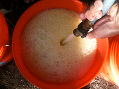 Decanting tomato seeds, adding water.