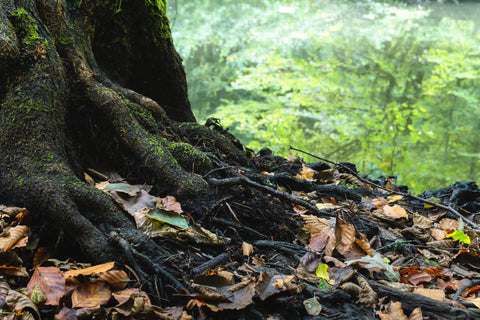 Tree with roots