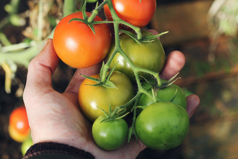 tomato plant