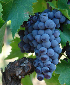 Nerello Mascalese Michele Moresi