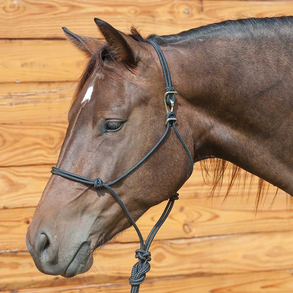 Classic Equine Quick Change Halter with lead Tack - Halters & Leads - Halters Classic Equine   