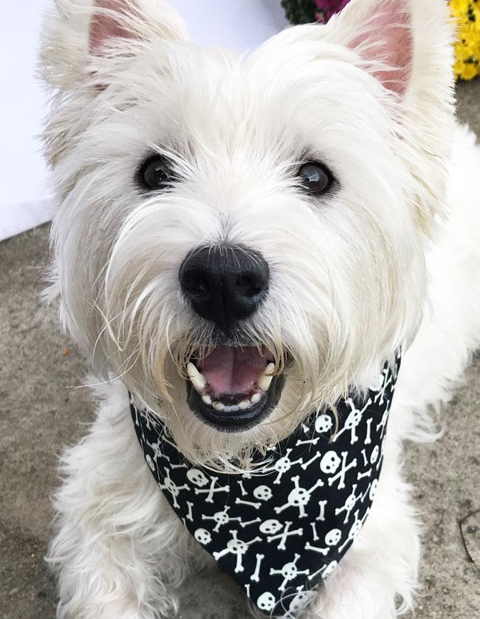 dog skull bandana