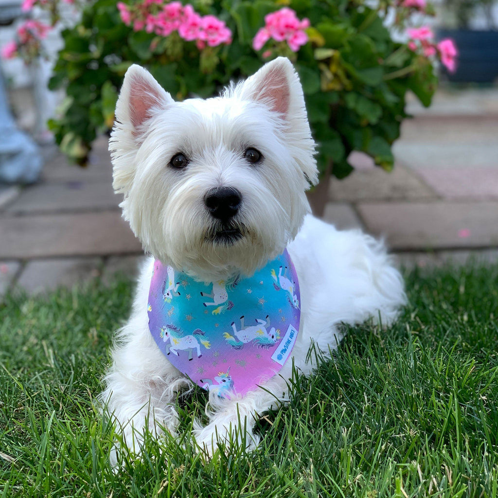 unicorn dog bandana