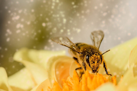 Skincare Bee Pollen