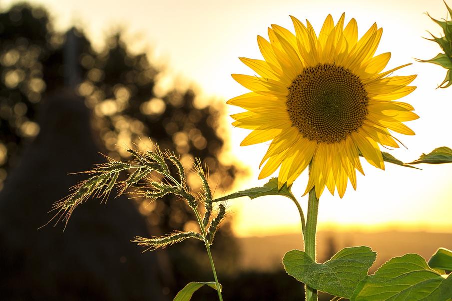 Skin care starts with sun cream