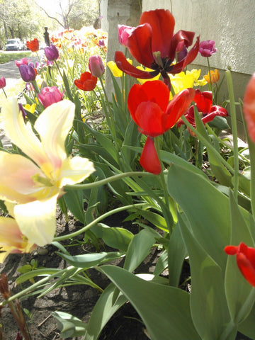 Tulips in MTSO store garden